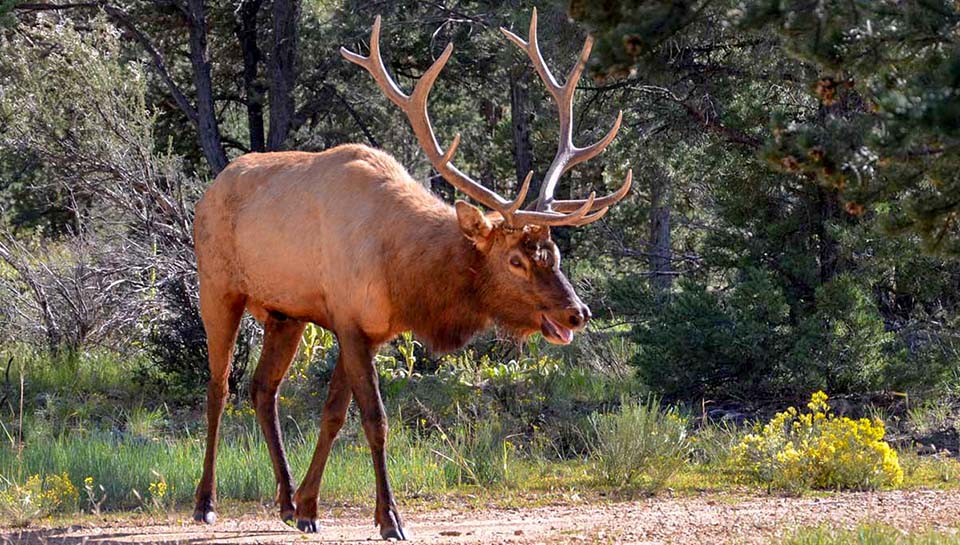 a large, agitated bull elk with a full rack of antlers, charging forward.