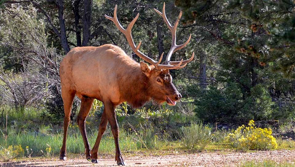 a large, agitated bull elk with antlers, charging forward.