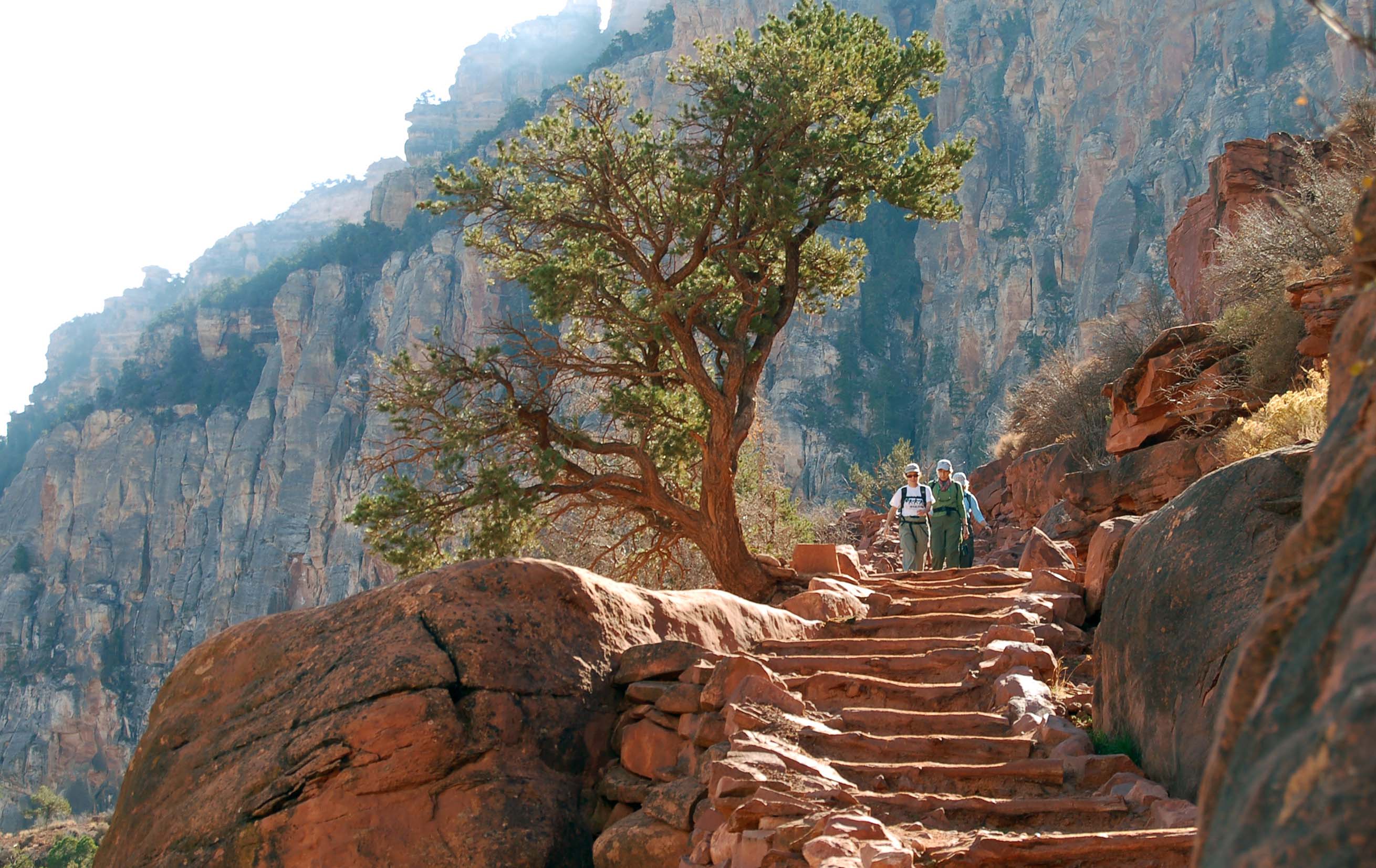 Hikers on stone steps below Cedar Ridge on the Grand Canyon’s South Kaibab Trail, beside a tree and red canyon cliffs.