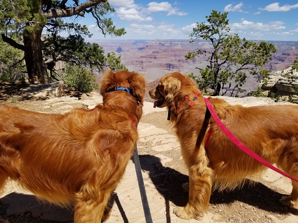 two golden retriever dogs stand on rim of grand canyon