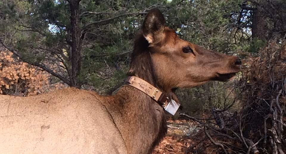 Profile of a cow elk wearing a radio collar around it's neck.