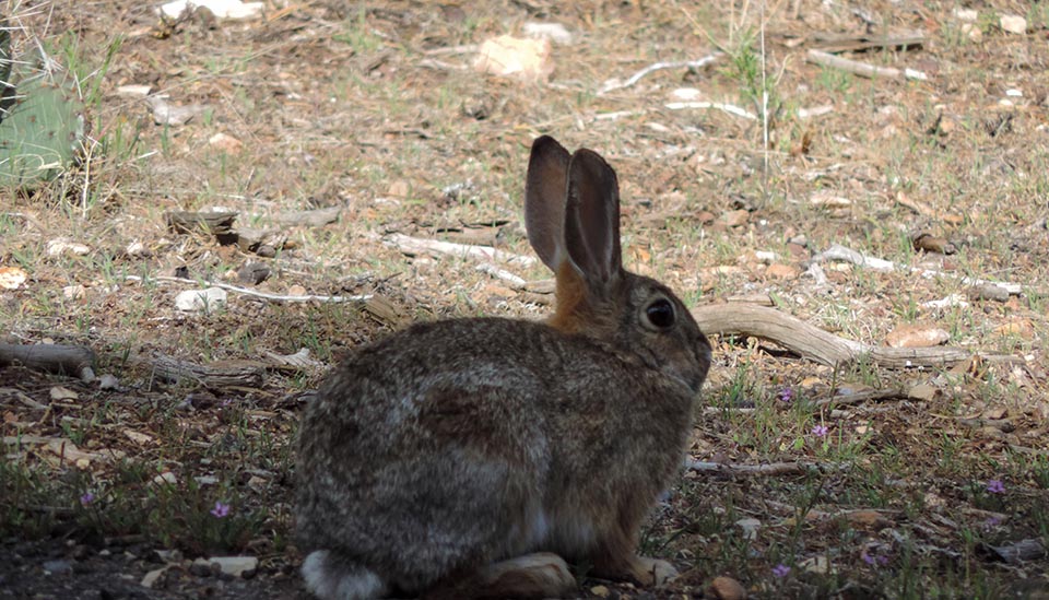A tan and white rabbit crouches in profile, facing right, with its ear standing straight up and its eyes wide open