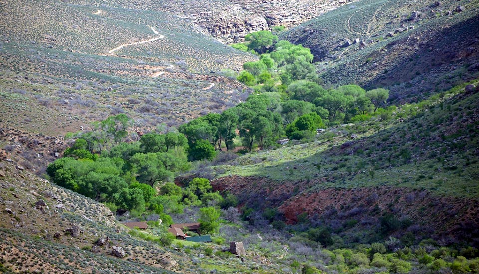 a riparian area with tall trees meandering through a ravine with desert land on either side.