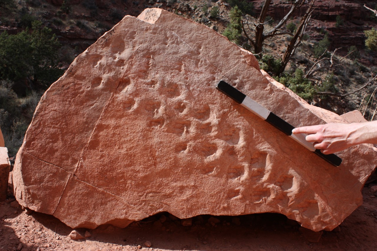 A set of fossilized tracks in a rock, a hand holds up a ruler for size context.