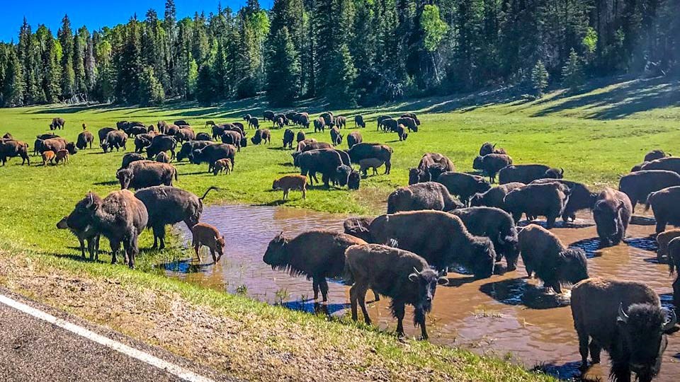 a herd of fifty bison in a meadow by the side of a road.  About 20 are standing in a muddy puddle. In the distance, the edge of a forest.
