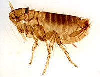 Flea that is a carrier of the plague bacterium.