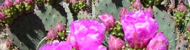Beavertail Pricklypear - Opuntia basilaris Engelm
