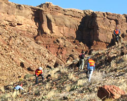 Volunteers removing Sahara mustard at Lees Ferry. Volunteers removing Sahara mustard at Lees Ferry.