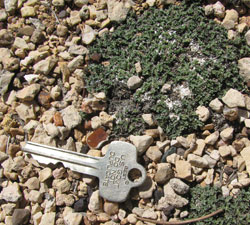 milk vetch by key for size comparison