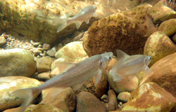 Chub swimming in Shinumo Creek.