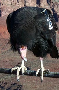 CALIFORNIA CONDOR #23 FINDS A NEW HOME IN THE GRAND CANYON. NPS PHOTO BY CHAD OLSON CALIFORNIA CONDOR #23 FINDS A NEW HOME IN THE GRAND CANYON. NPS PHOTO BY CHAD OLSON