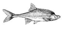 Humpback Chub (Gila cypha) profile