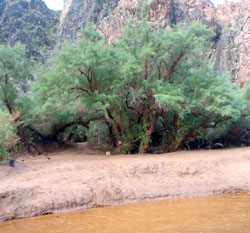 Trees in the main camp that will not be removed.