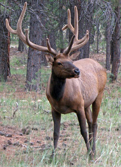 young bull elk watching