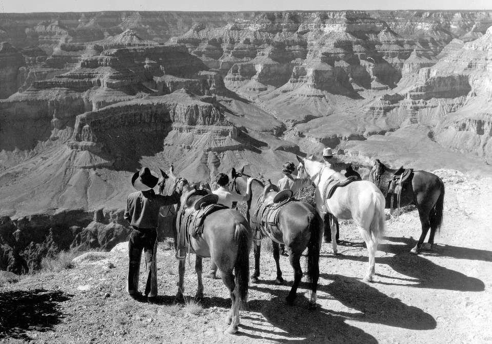 Are There Wild Horses In Grand Canyon National Park?  