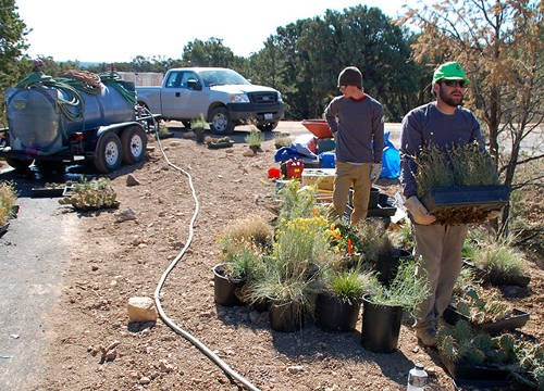 Workers moving and planting potted native plants.