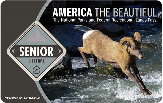 America the Beautiful Lifetime Senior Pass shows a bighorn ram leaping over a fast-running stream, the words "senior lifetime" are in a light grey diamond on the left.