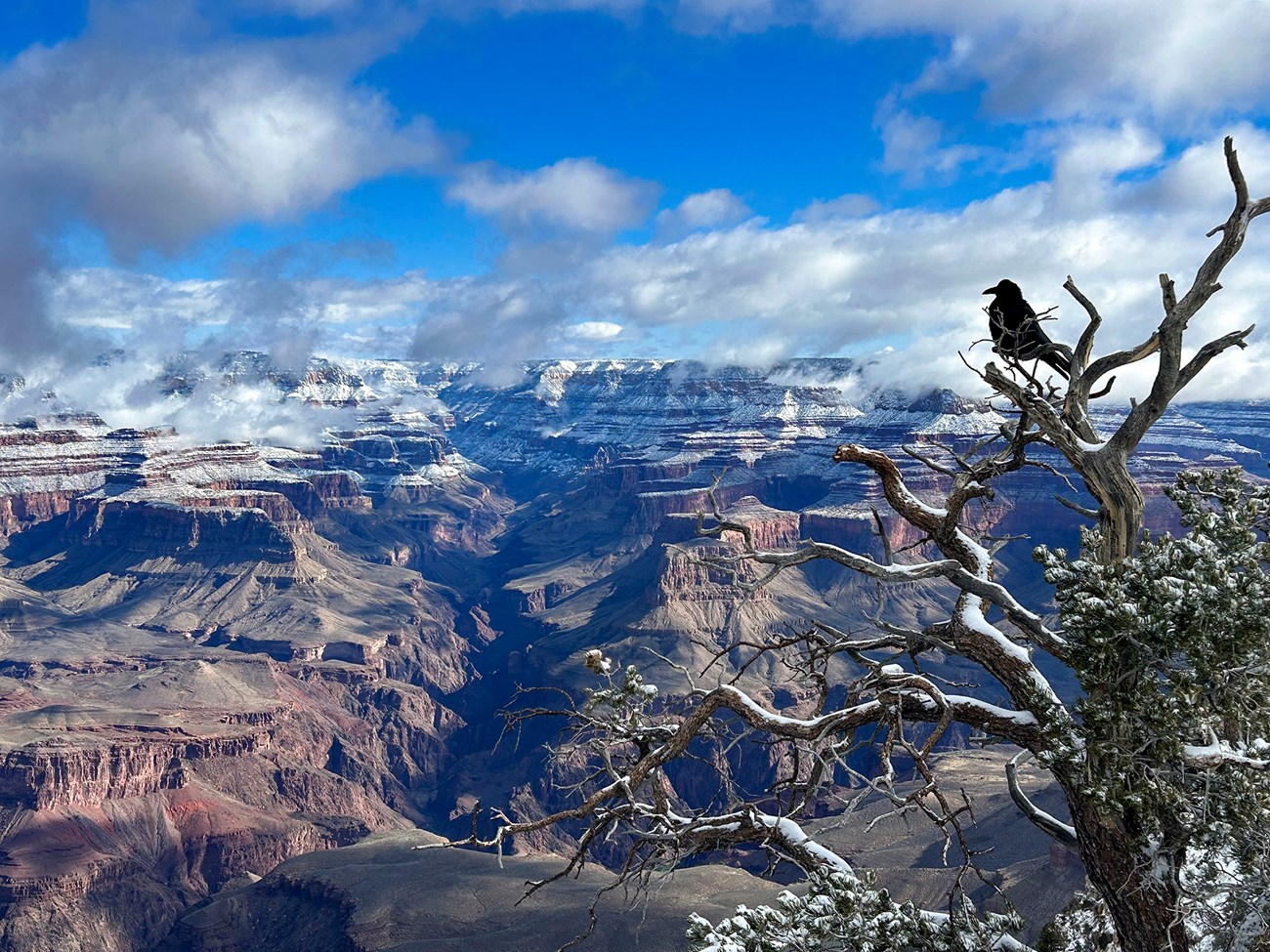 A raven sitting on the bare branch of a tree overlooking a vast, mile deep canyon with snow covering the higher elevation areas along the horizon. Fluffy clouds fill the sky.