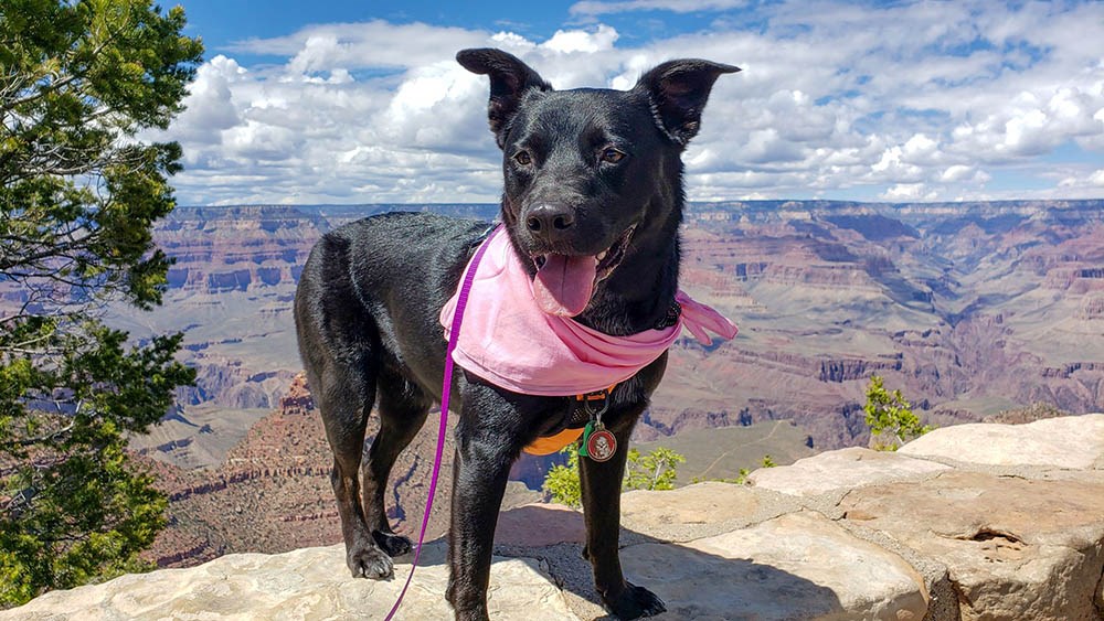 On a leash, a small, smiling black dog is wearing a pink bandanna. The Grand Canyon landscape forms the background.