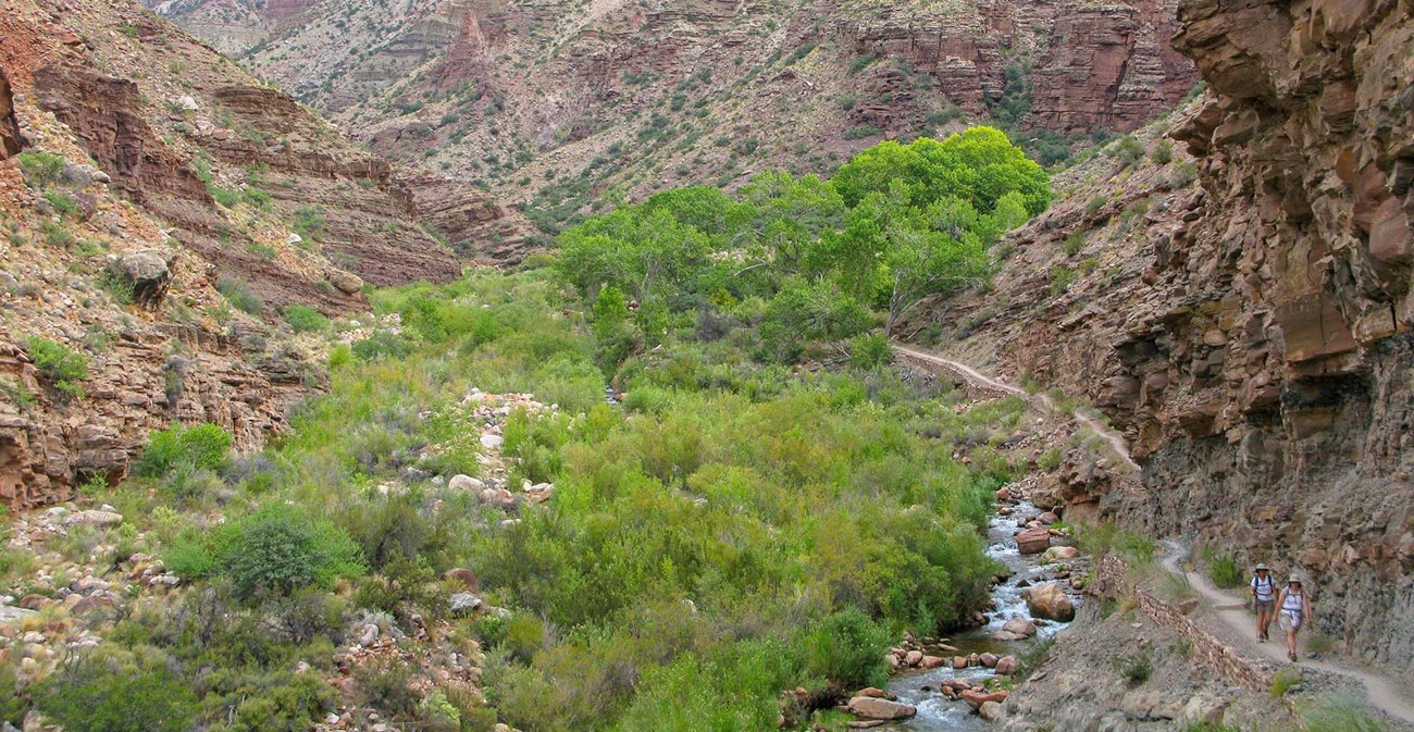 two people hiking on a backcountry trail with a sheer cliff on the right and a riparian area on the left with a small creek and cottonwood trees