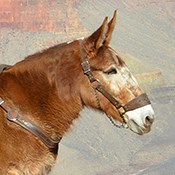 close-up of a mule's head.