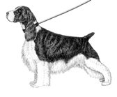 Spaniel1 Spaniel1