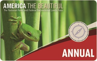annual pass shows a tiny green frog holding onto and looking around a green plant stem. Additional plant stems make up the background. annual pass shows a tiny green frog holding onto and looking around a green plant stem. Additional plant stems make up the background.