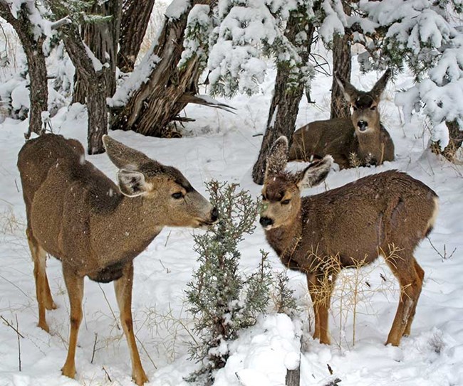 mule deer browsing in a snow covered forest.