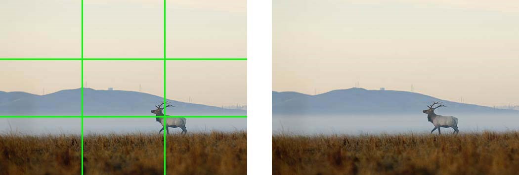 A repeated photo taken from a distance of an elk in a meadow, divided into ninths by green lines