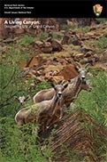Cover of Grand Canyon Ecology booklet show 4 bighorn sheep in Grand Canyon