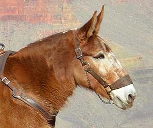 Grand Canyon mule head in profile.