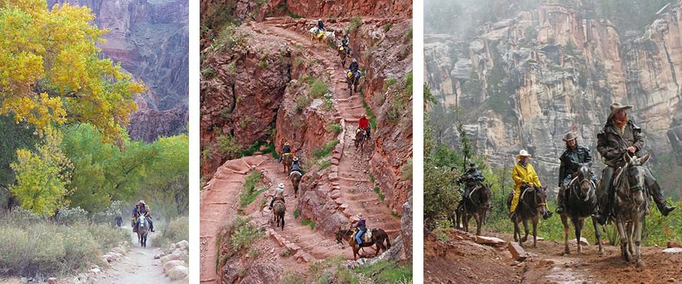 3 photos: left to right. Mule riders under colorful cottonwood tree at Phantom Ranch, mules descending switchbacks, Mules in rain on North Rim trail