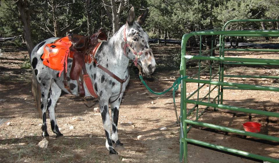 Wearing a brown saddle. a white mule with brown and black spots is standing next to a green metal fence. Wearing a brown saddle. a white mule with brown and black spots is standing next to a green metal fence.
