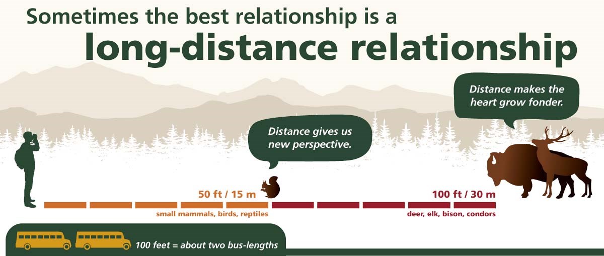 Graphic illustrates with graph and silhouettes, safe animal viewing distance of 50 ft. for small animals, 100 ft for large animals.