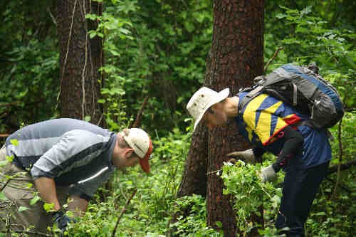 Two men inspect a plant in the woods.