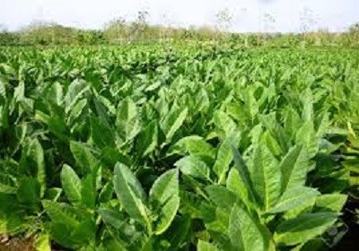 tobacco manufacturing British American Tobacco