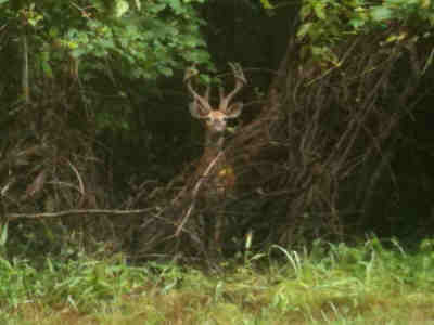 A picture of a buck in Greenbelt Park, Md.