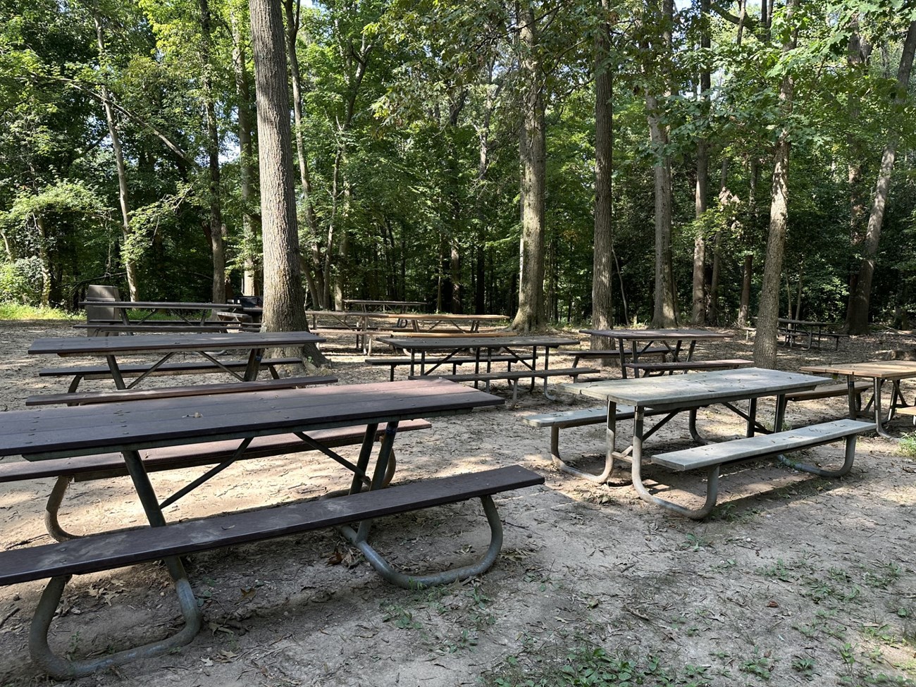 picnic tables in a forest setting