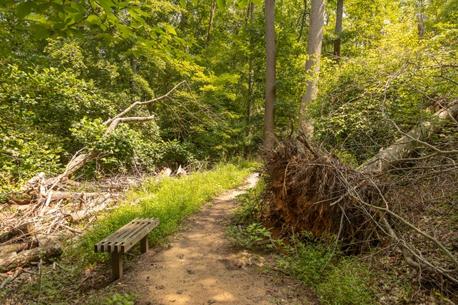 A bench alongside a trail opposite a toppled over tree exposing its root system..