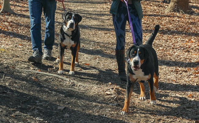 Two large black, white and brown dogs on leashes on a trail in winter.