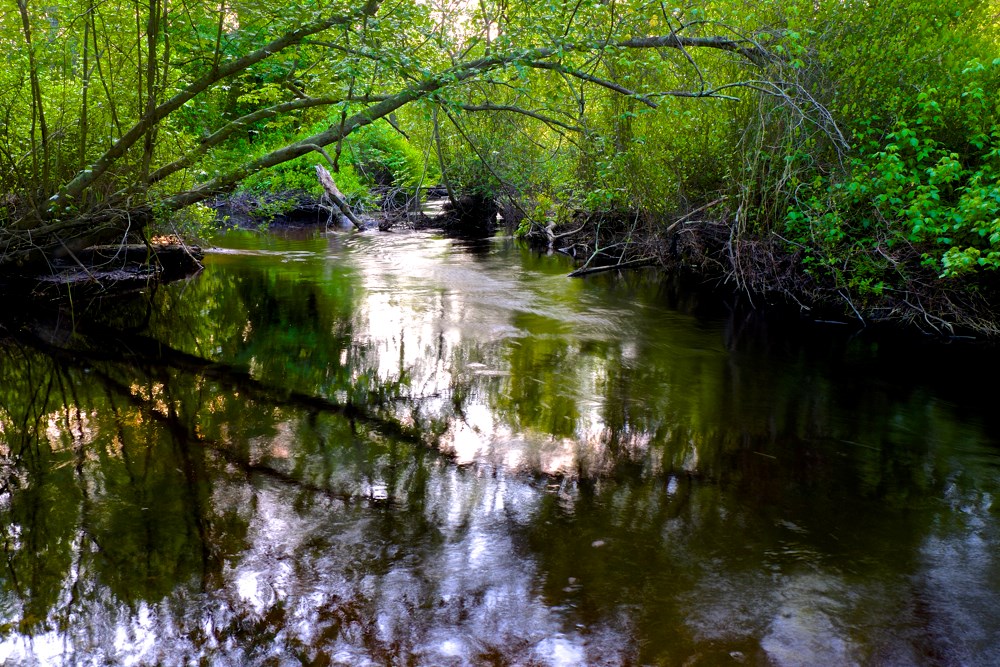 Tea-colored water passes between two wooded shores, creating much shade.