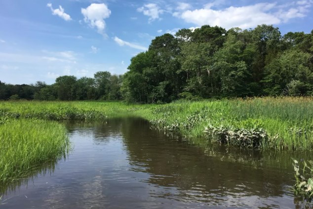 A river curves through wetlands in summertime.