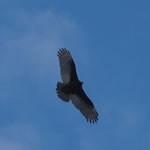 A turkey vulture in flight