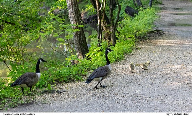 Two large Canada Goose walking up a trail away from the camera with three goslings in front of them and a greenish still water channel next to the trail in a pretty wooded area.  Captioned Canada Goose with Goslings copyright Janis Stone.
