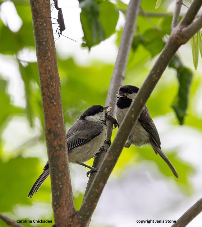 Two small birds cling to the upward side of a tree twig with a bug near the top of one of the branches and green leaves in the background, captioned Carolina Chickadee copyright Janis Stone.
