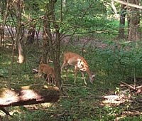 Whitetail doe and fawn