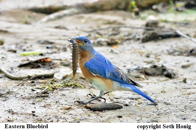 An Eastern Bluebird standing on a muddy ground holding a big, long bug in its beak.  Captioned Eastern Bluebird copyright Seth Honig.