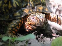 Eastern Box Turtle