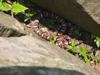 Milk Snake