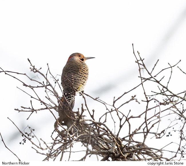 A medium sized bird photographed from behind has its head turned to the right and a long, narrow, pointed beak sits at the top of a small tangle of tree twigs, captioned Northern Flicker copyright Janis Stone.